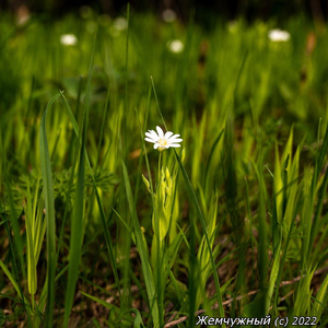 Дисс На Кизару