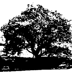 Jacaranda (feat. Renny Easow)