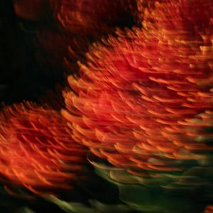 mountain flowers