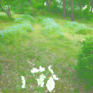 flowers and fog (Freestyle)