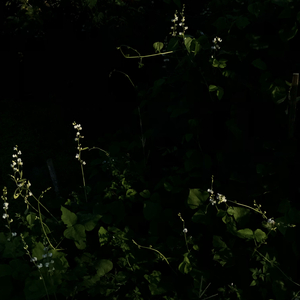 为谁流下的眼泪」