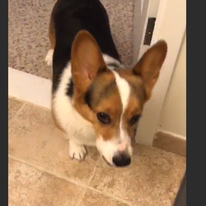 B站某UP主居然深更半夜对狗狗做出这种事