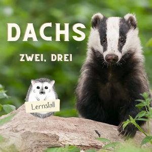 Dachslied Dachs 2 3 (Radio Edit)