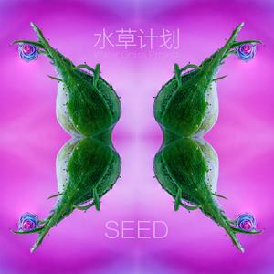 Seed