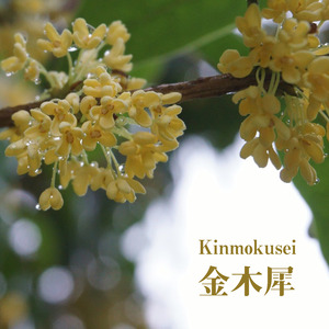 Kinmokusei