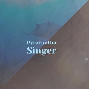 Pyracantha Singer