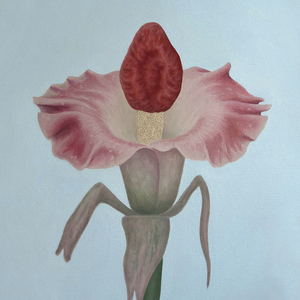 The Revenge of the Amorphophallus