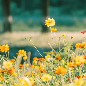 アルジャーノン（AI立青）