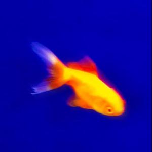 Goldfish