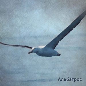 Альбатрос