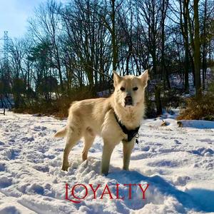 Loyalty