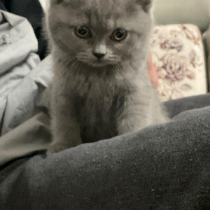 夜空中最亮的星