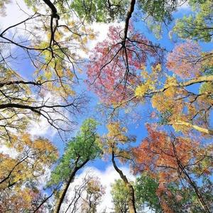 前人砍树，后人凉凉