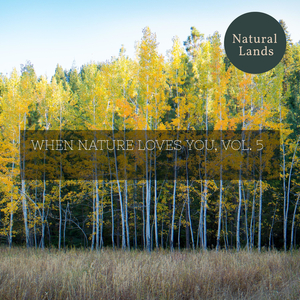 Dingy American Toads