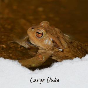 Disreputable Current