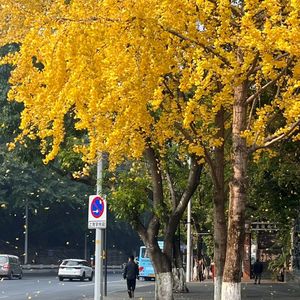 阳光舞蹈