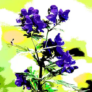 Aconitina (Demo Version)