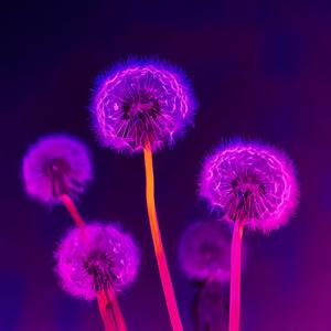 Dandelions (Cause Im In A Feild Of Dandelions) (Chill Remix)