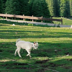 古道独行者的信念与守望(伴奏)(1)