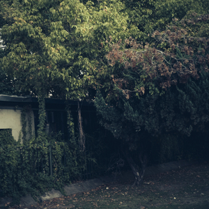 I Ran The Zoo (Analog Version)