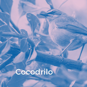 Cocodrilo