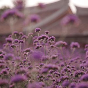 我在梧林的花海里偷偷地摘了一朵花