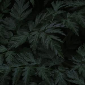 Bialowieza Forest