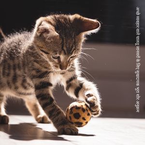 खुश पालतू जानवरों के लिए भूरे रंग के शोर का लाभकारी अनुक्रम