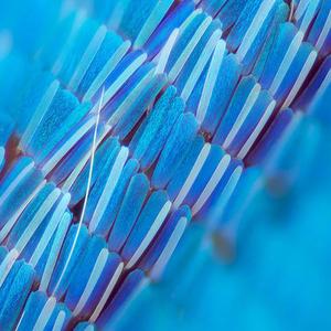 精英（prod：Furyl）