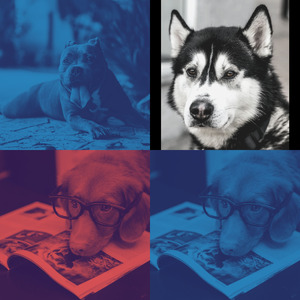 安静的小狗声音