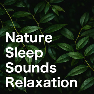 眠りの浅い貴方のための快眠音楽 1分で眠れるヒーリングギター (自律神経を整える睡眠用 森 鳥)