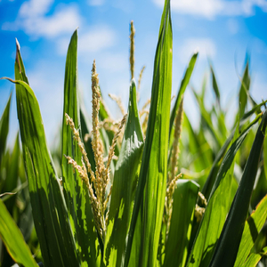 Saad in Die Veld - Pioneer