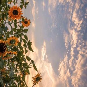 平淡日子里的刺（翻自 宋东野）