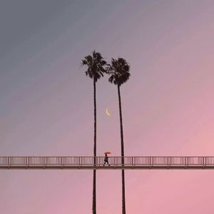 蒲公英的圆周率