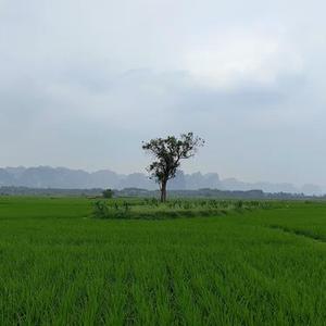 孤树
