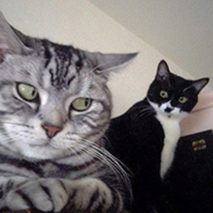 Batsu - 大江戸コントローラー(DeeSh1ne MIX)