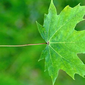 冬暖夏凉的萌萌之歌