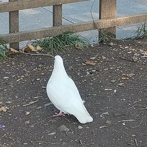 恋人的絮语(Whisper)