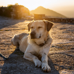 Canino Silencioso De Tacto Suave