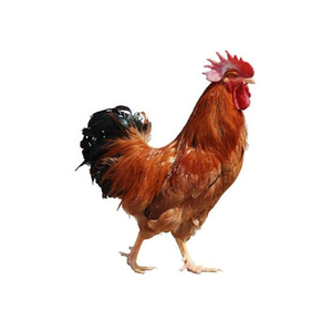 SWIN-鸡你太美(Remix)