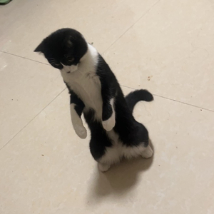 L（桃耔）-此去半生.wav（张百仁 remix）