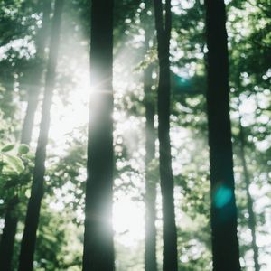 林隙光斑