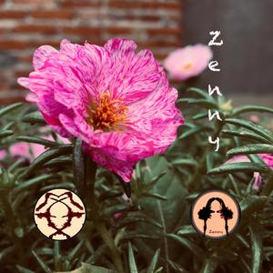 Zenny