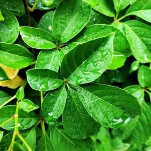 遥远的歌_独 (V0)