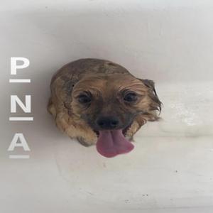 P N A