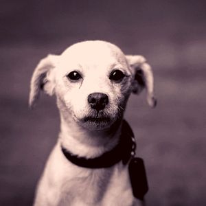 安静的小狗声音