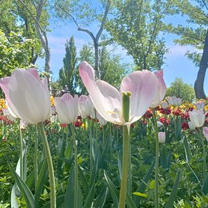 浪漫的夏天（纯音乐）