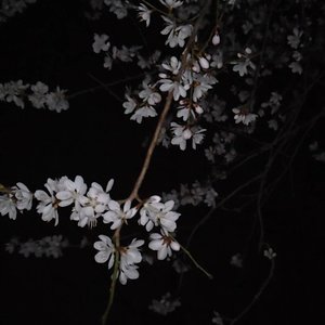Ebow