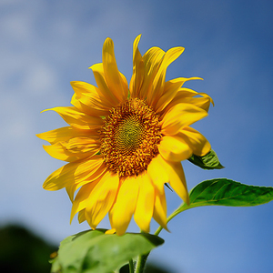 新的一天  piano version