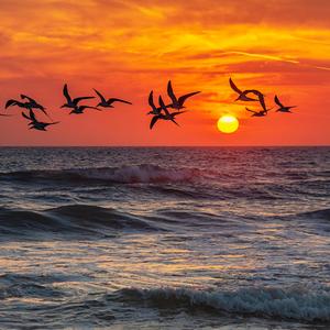 Not Just Seagulls